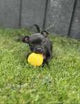 Staffordshire Bull Terrier, Stafik, Staffik