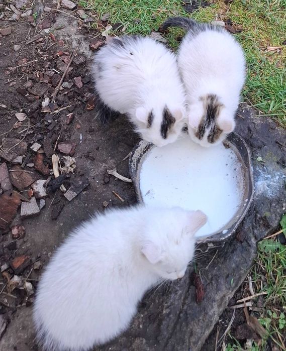 3 młode koty oddam za darmo