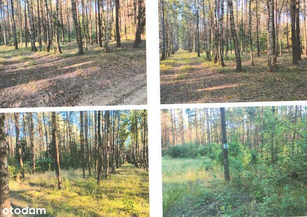 Nieruchomość gruntowa w Zofiewie