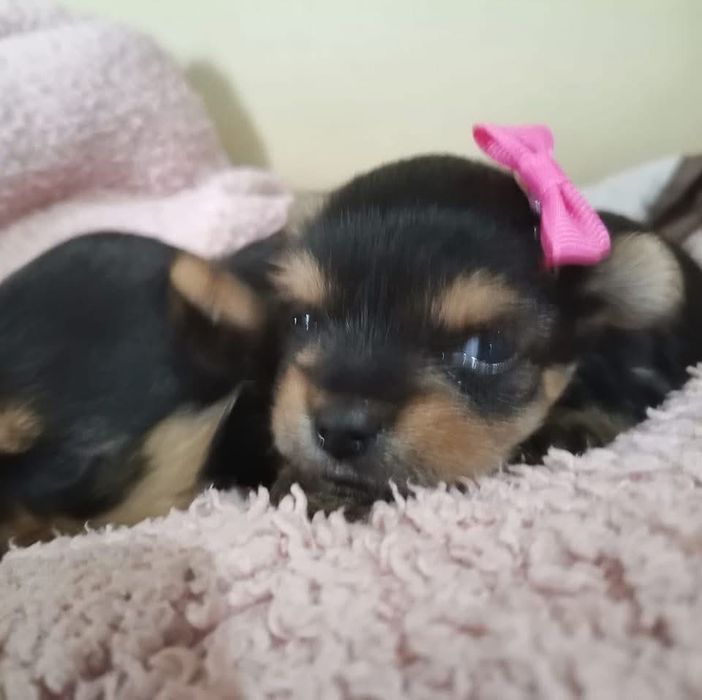 Yorkshire terrier femea mini