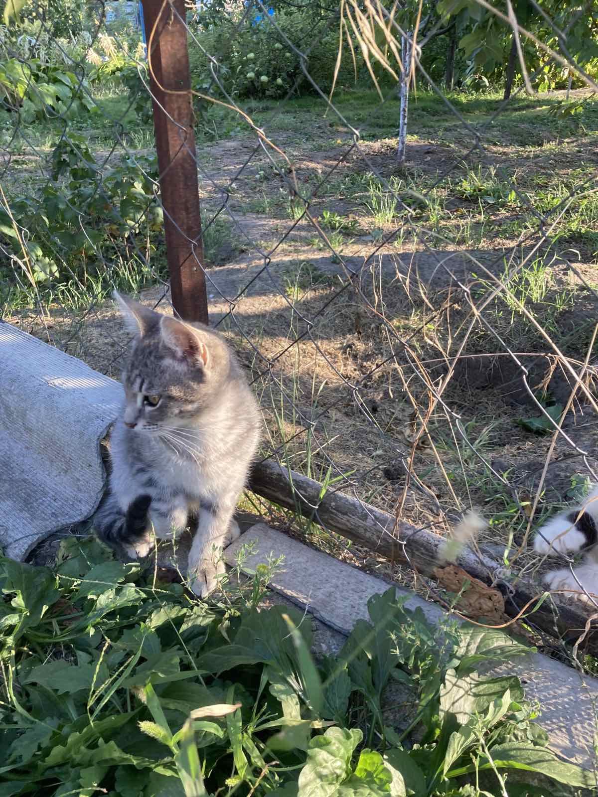 Віддам кошенят в добрі руки!