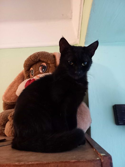 Віддається в добрі руки