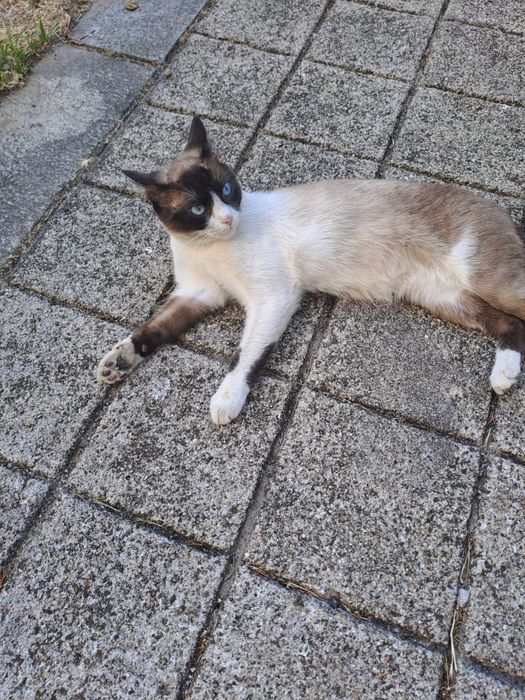 Gato 1 ano siamês castrado