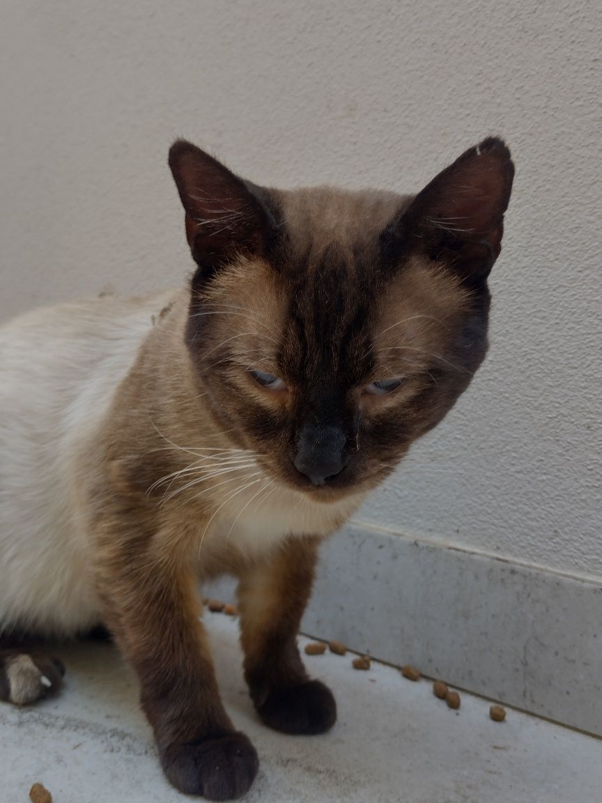 Gato para adoção