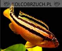 Pyszczak złocisty - Melanochromis auratus - dowóz, wysyłka