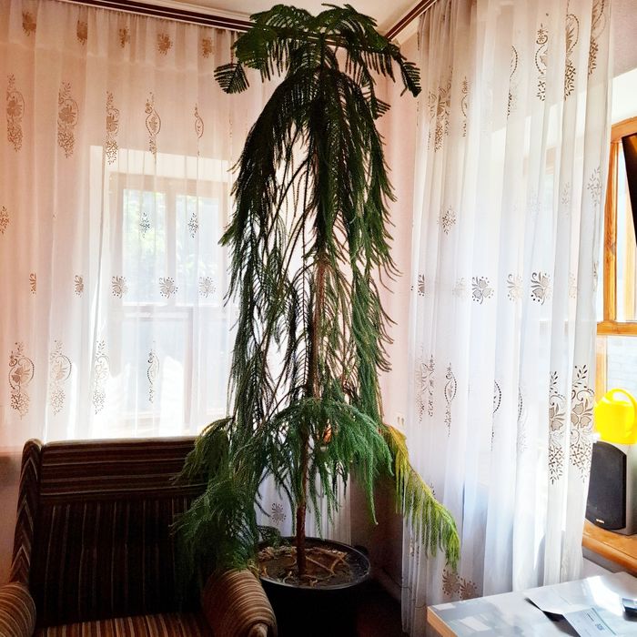 Сосна дерево рослина кімнатна Аукарія