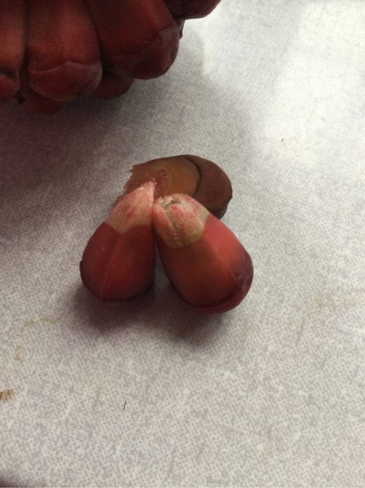 5 Sementes de kadsura coccinea frescas