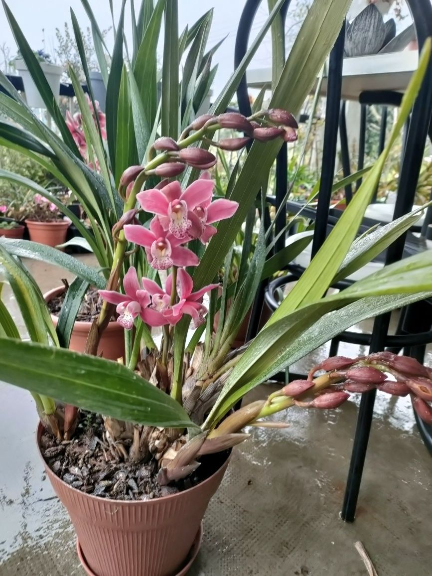 Vendo orquídeas de exterior