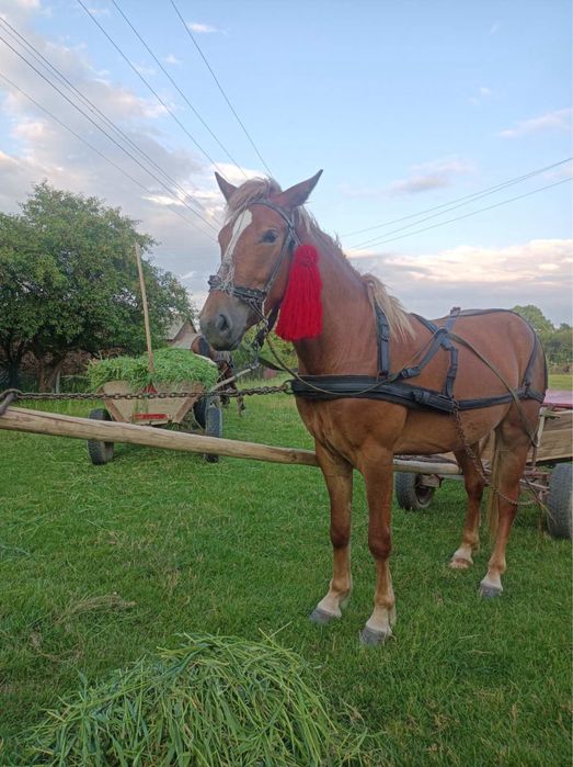 Продам лошицю