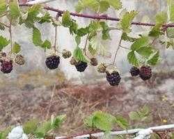 Framboesa preta planta