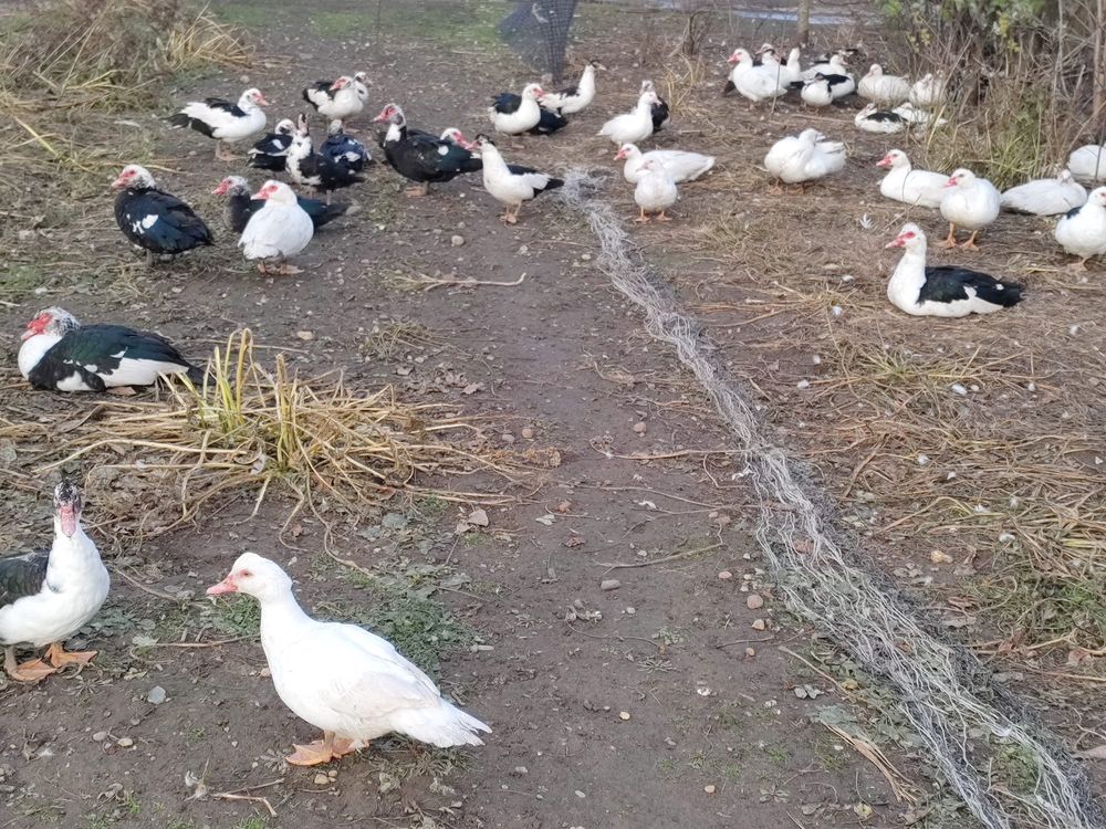 Kaczki francuskie dorosłe.