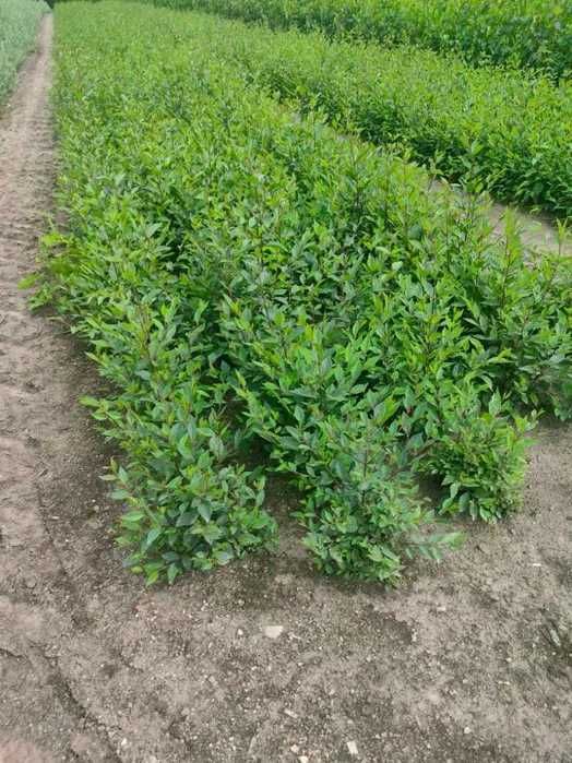 Wiąz syberyjski Turkiestanu sadzonki 35-60cm  extra sadzonki - wysyłka