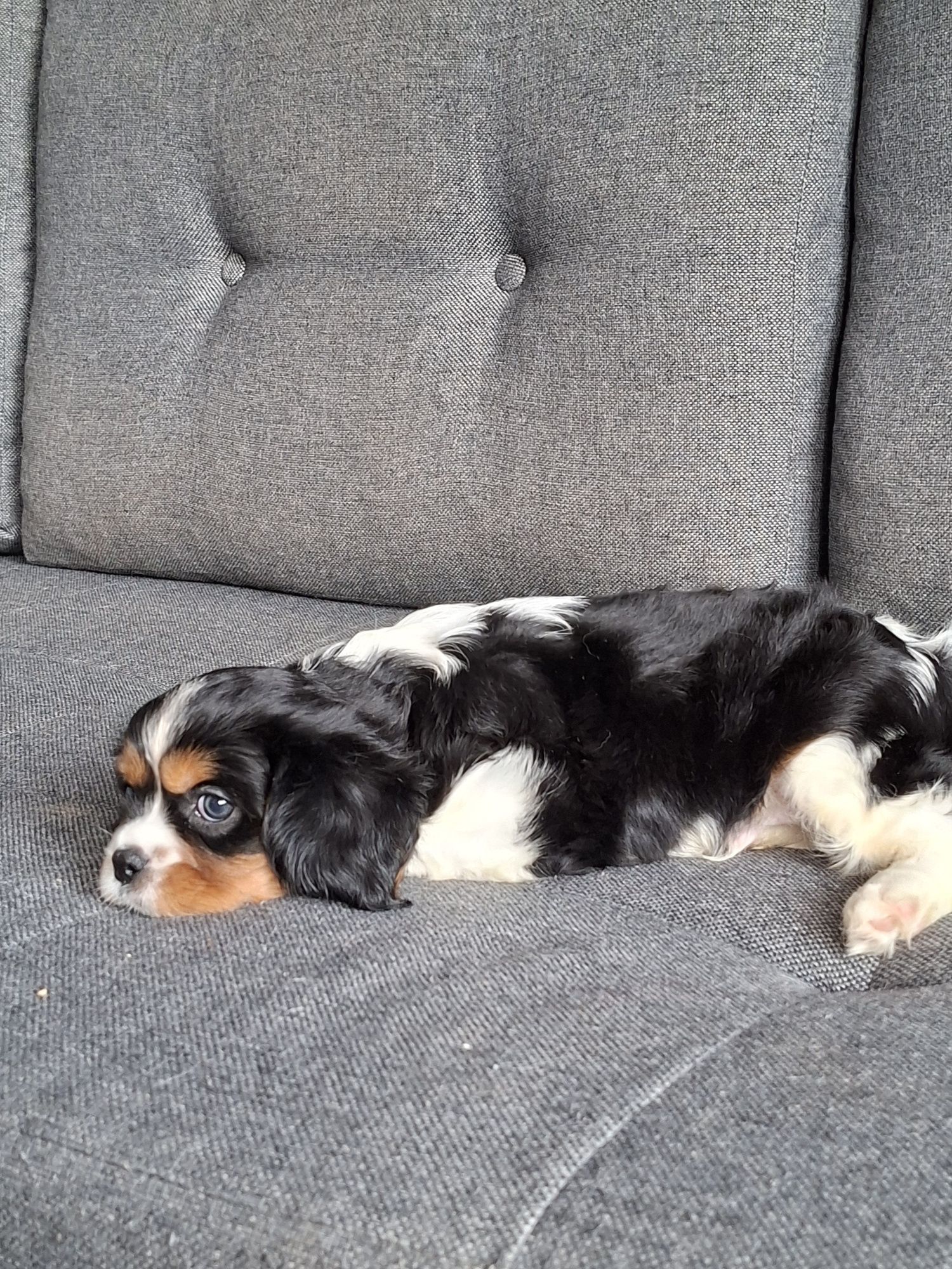Cavalier King Charles Spaniel piesek