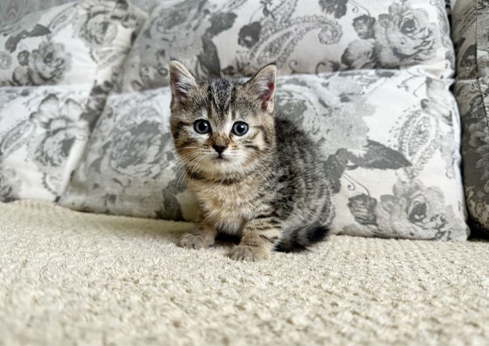 Самая красивая Кошечка )