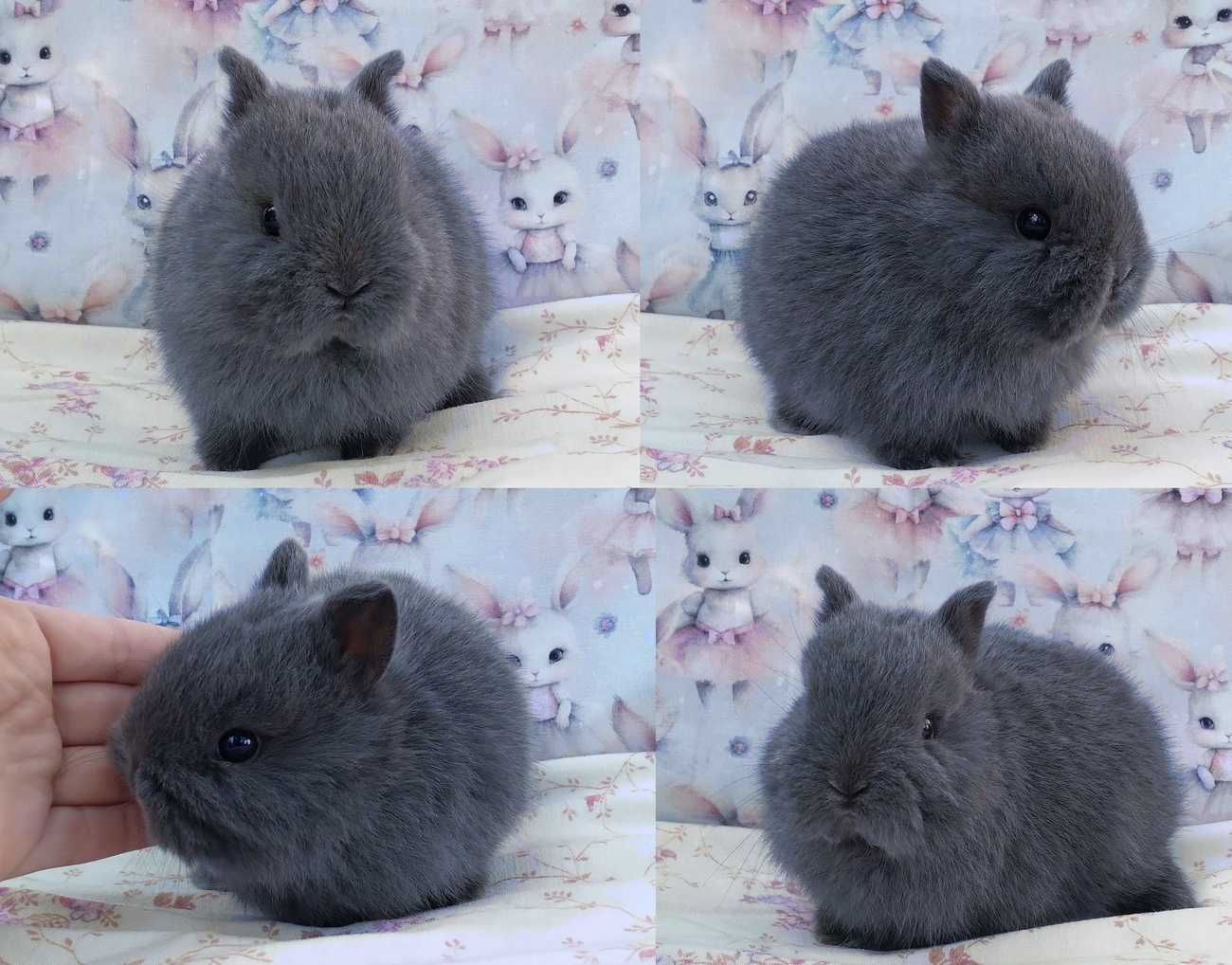 Karzełek niderlandzki, Mini lop baranek, maleńkie cuda - WARSZAWA