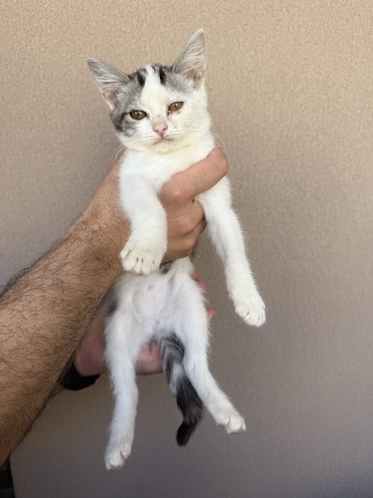 Кошечка, кошенятко, кошеня, кішка, котик, кошенята дівчинка 4-6 тижнів