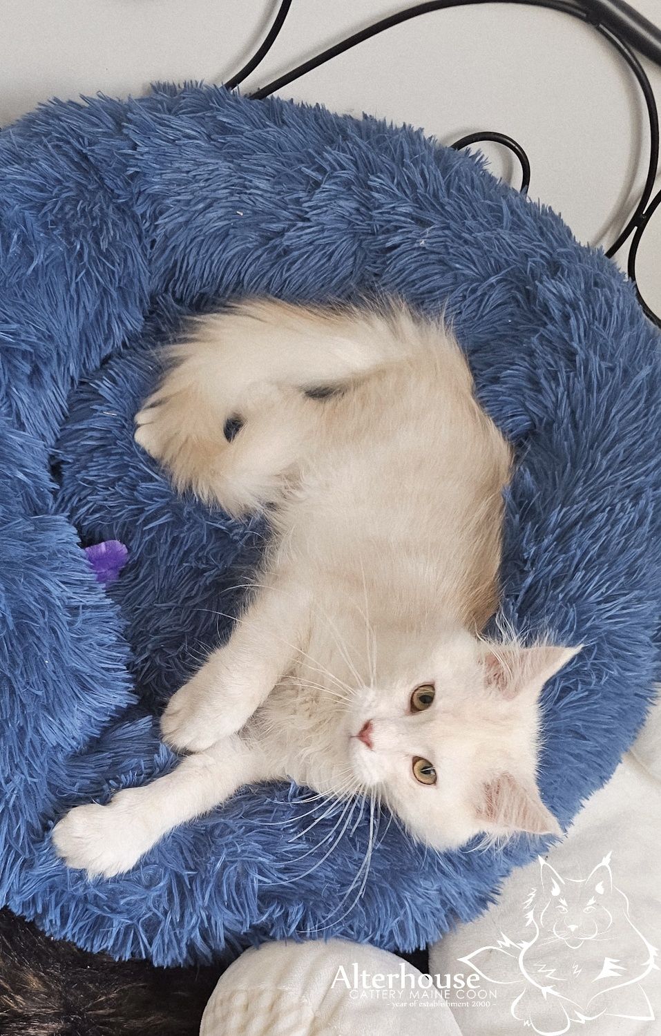 Srebrzysty kremowy kocur Maine Coon rodowód Felis Polonia FPL