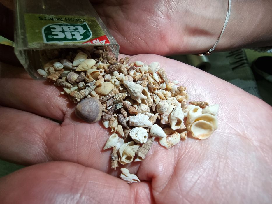Muszelki różne rodzaje