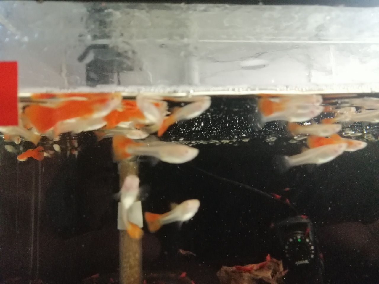 Gupiki full red albino