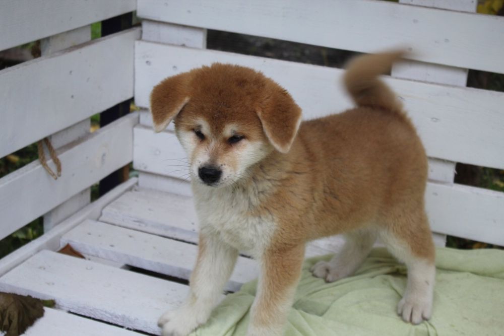 Хлопчики і дівчатка. З документами КСУ.