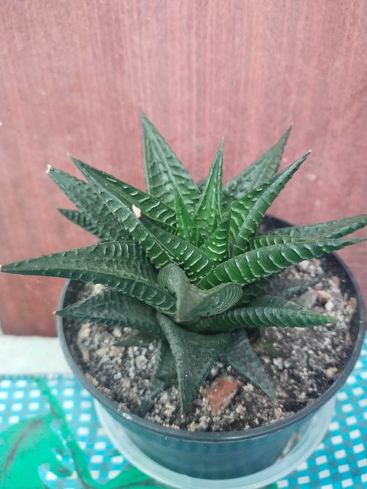 Сукулентна рослина хавортія