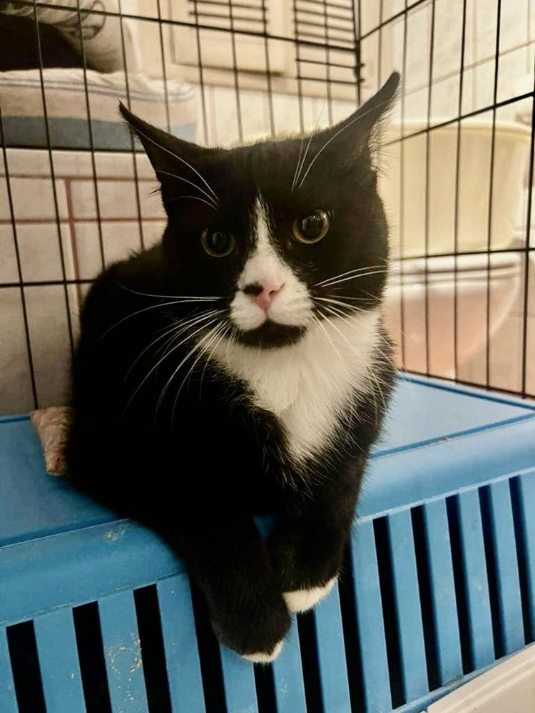 Łagodny i towarzyski Stich szuka domu - kocurek kot do adopcji