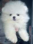 **Chico** szpic miniaturowy, pomeranian, malutki piesek