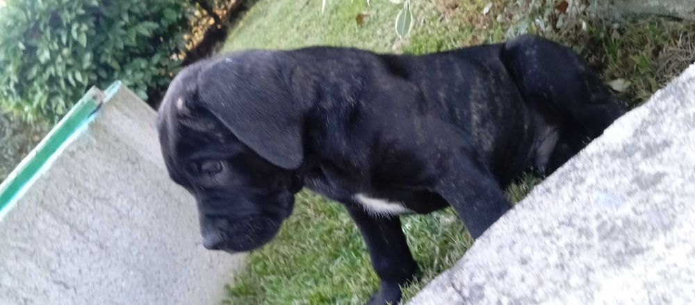 Cão cane corse suciavel