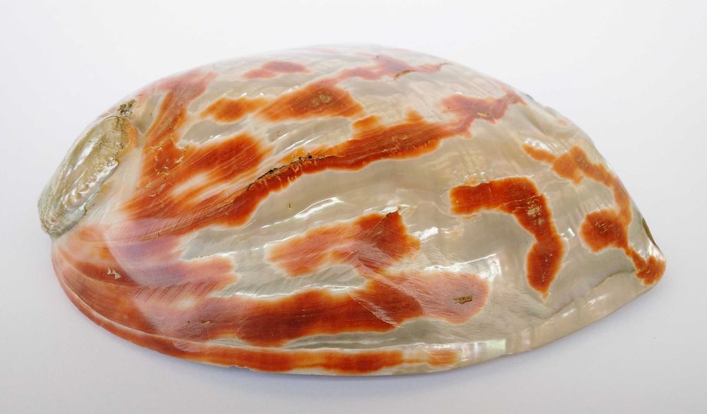 Concha natural Abalone Paua vintage