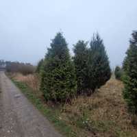 tuja thuja brabant 4m/ 400 cm