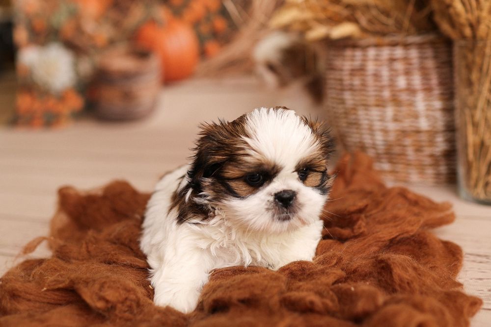 Suczka Shih tzu tri color