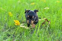 Sunia Pinczer Miniaturowy