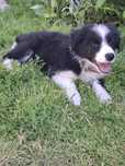 Szczeniak Border Collie Chester