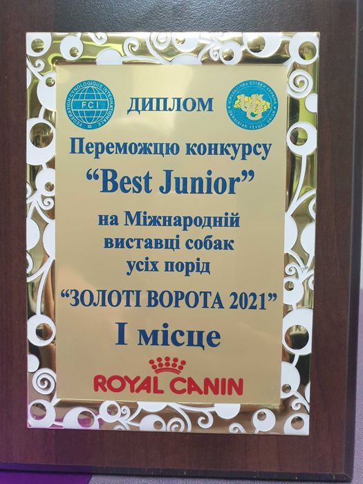 Бишон Фризе. ВЯЗКА.(чемпион 7 стран.шоу класс)