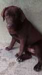 Labrador Retriever PIESEK