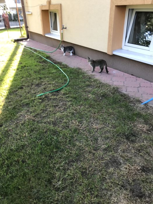 Słodka kotka śliczna