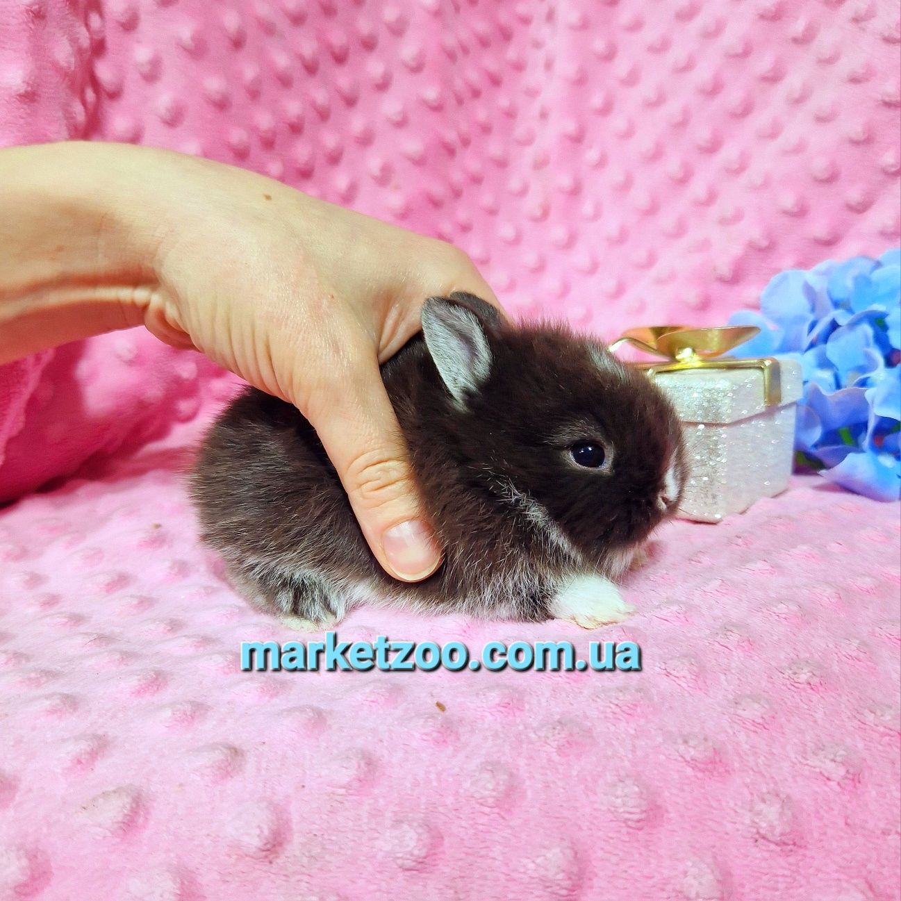 Малесеньке чудо-мініатюрний Нідерландський кролик,окрас чорний оттер
