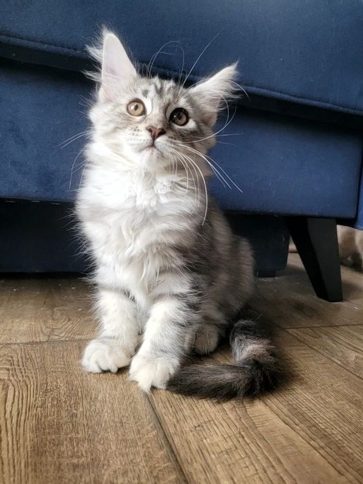 Kotka ESTERKA srebrna szylkretka Maine Coon