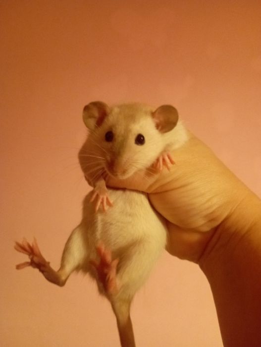 Szczurki dumbo samiczki