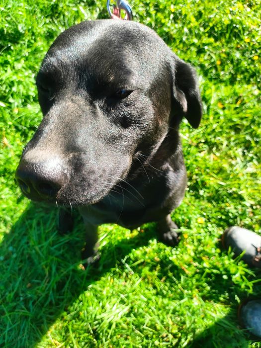 Oddam psa. Czarny w typie labradora
