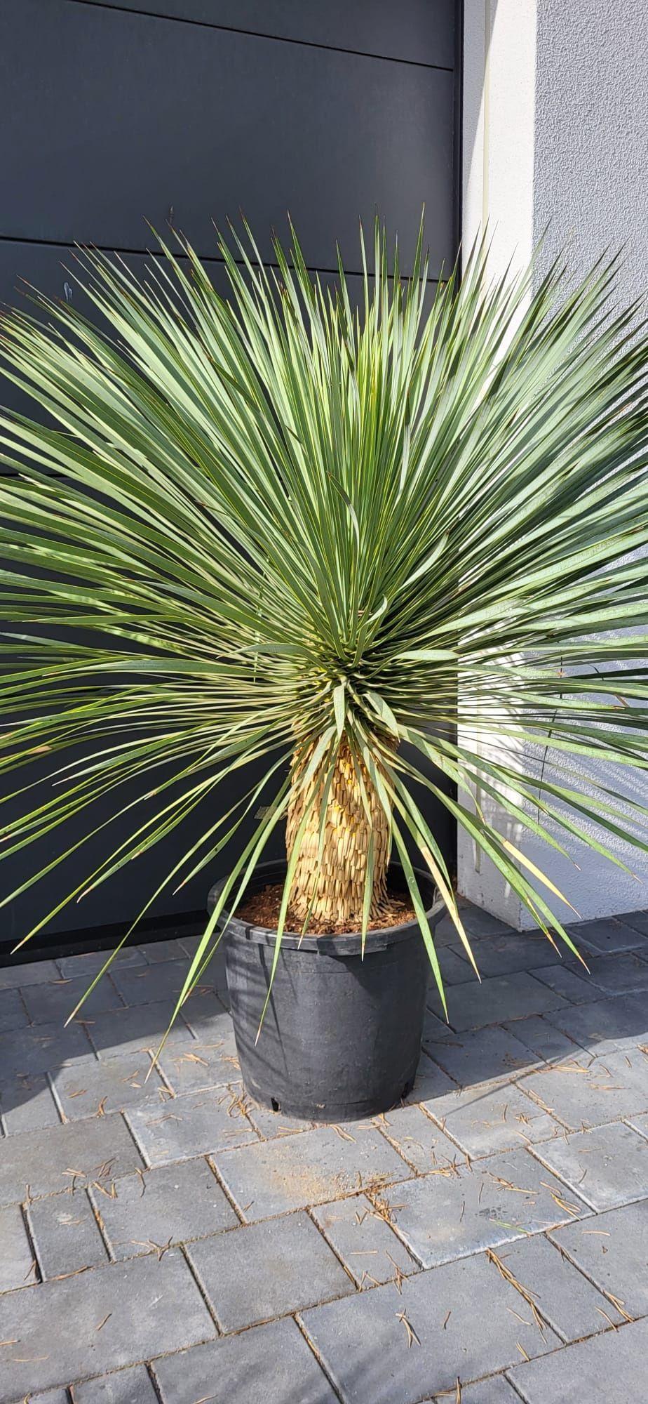 Yucca rostrata.  Rigida. Filifera. Fortunei.