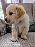 Golden Retriever samiec kremowo złoty/rodowód/po championie