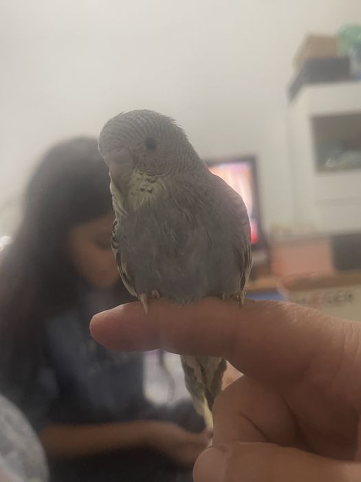 Periquitos domesticados