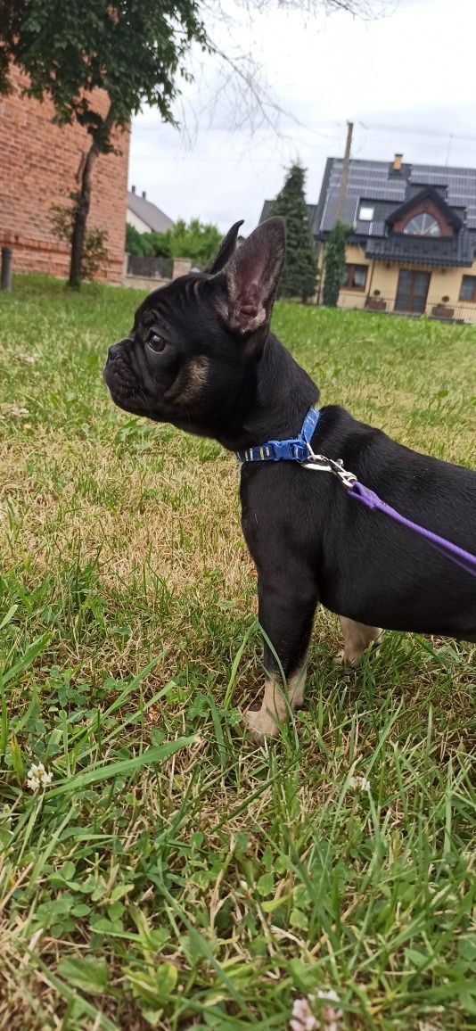 Buldog francuski