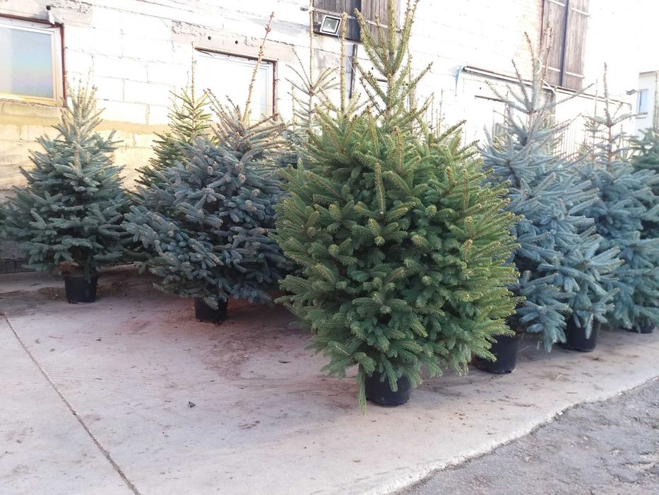świerk srebrny,zielony cięty,doniczka 150-220 cm