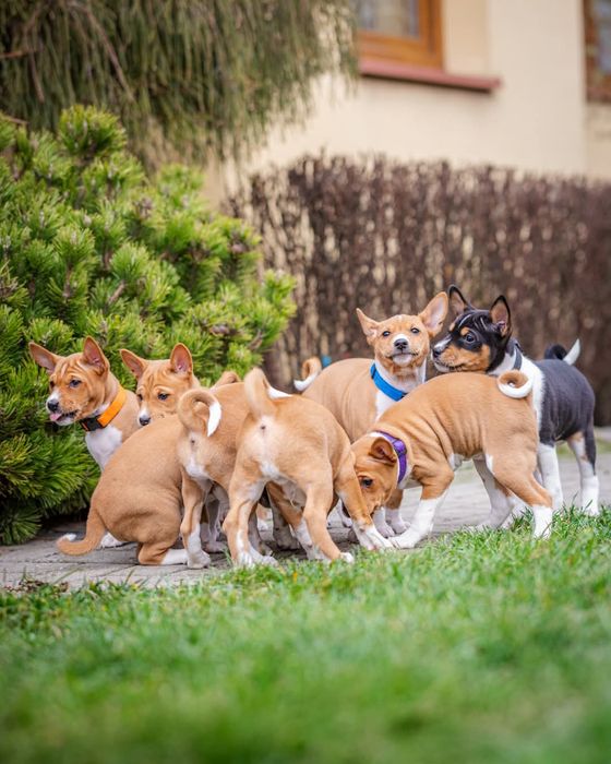 Szczeniata BASENJI z doświadczonej hodowli ZKwP/FCI - ZAPOWIEDŹ MIOTU