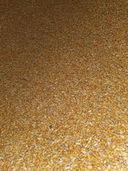 Milho graúdo amarelo