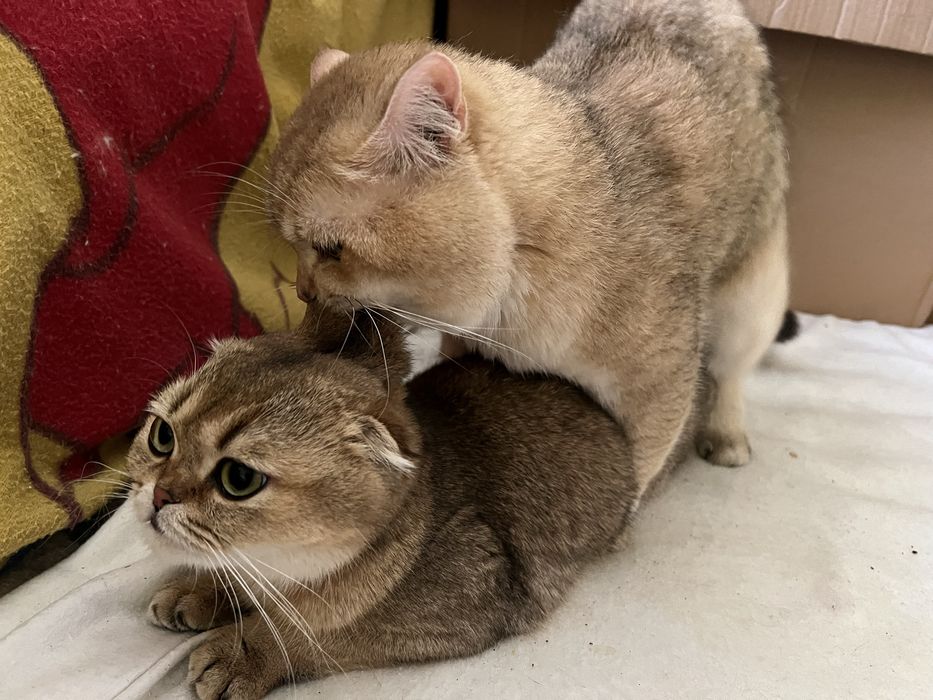 Вʼязка золота шиншила