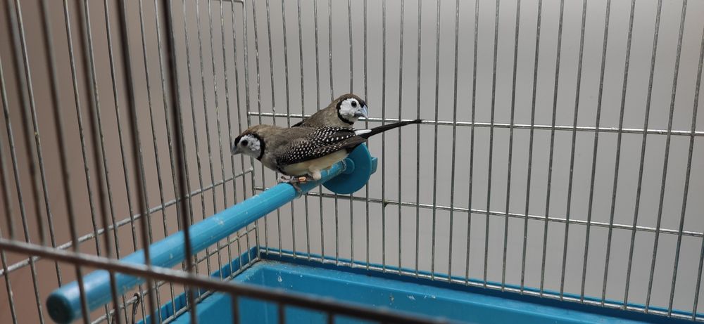 Astryldy Kratoskrzydłe