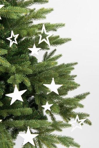 Świerk kaukaski 180cm lub 220 cm